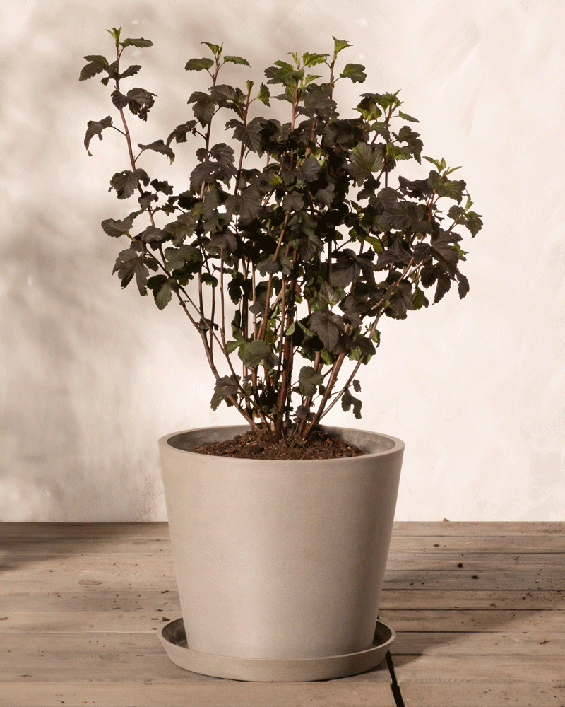 feey-physocarpus-opulifolius-blasenspiere-au-enpflanze image 5