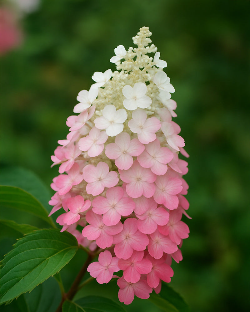 feey-pinke-rispenhortensie-candlelight-gartenpflanze-1-2-m image 2