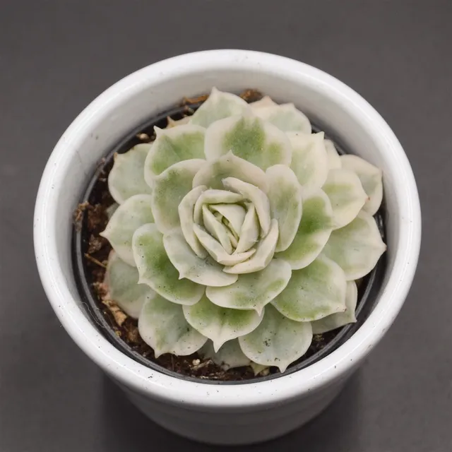 pasiora-echeveria-onslow-f-variegata-sukkulente-6cm image 1