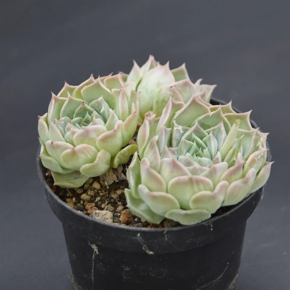 pasiora-echeveria-hyalina-hybrid-rarit-t-einzelst-ck-indoor image 1