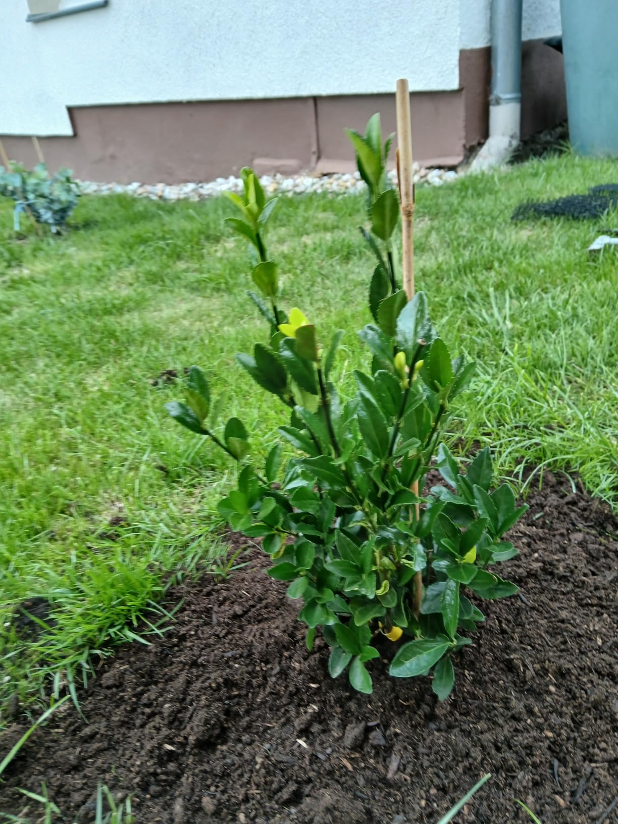 Top für Hecke