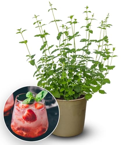 baldur-garten-minze-strawberry-kr-uterpflanze-im-10-5-cm-topf image 3