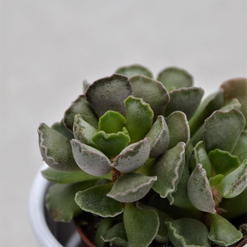 pasiora-adromischus-cristatus-knitterblatt-5-5cm image 1