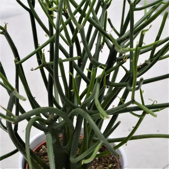 pasiora-euphorbia-tirucalli-sukkulente-12cm image 1