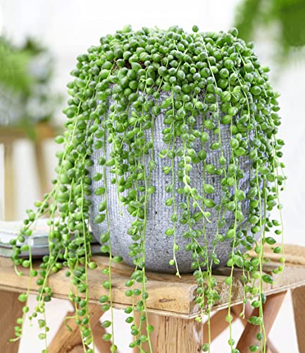 baldur-garten-erbsenpflanze-senecio-rowleyanus-perlenschnur-im-12-cm-topf image 4