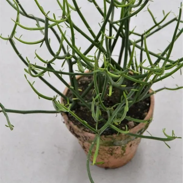 pasiora-euphorbia-tirucalli-13cm-im-tontopf-sukkulente image 1