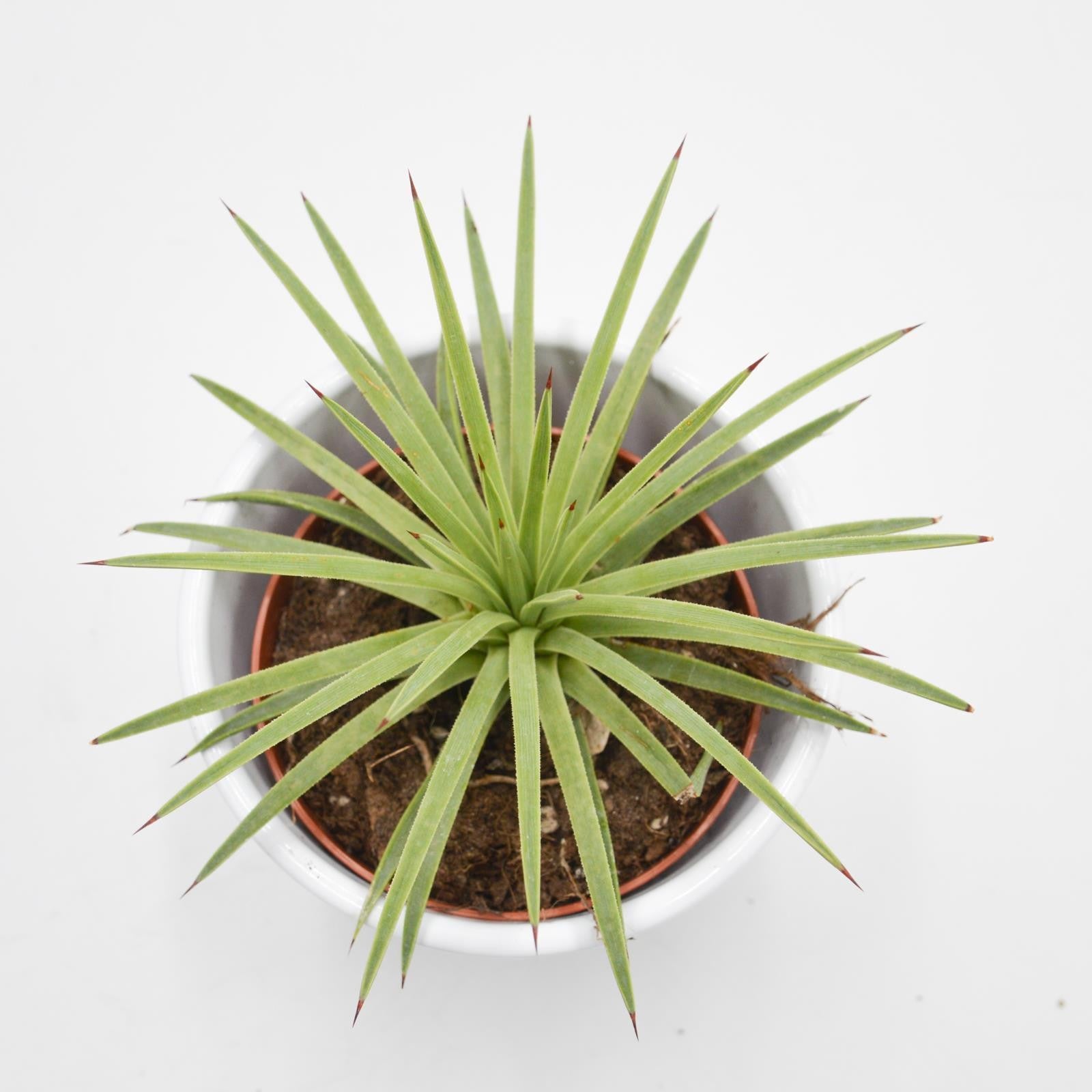 pasiora-agave-striata-v-nana-sukkulente-8-5-cm-topf image 2