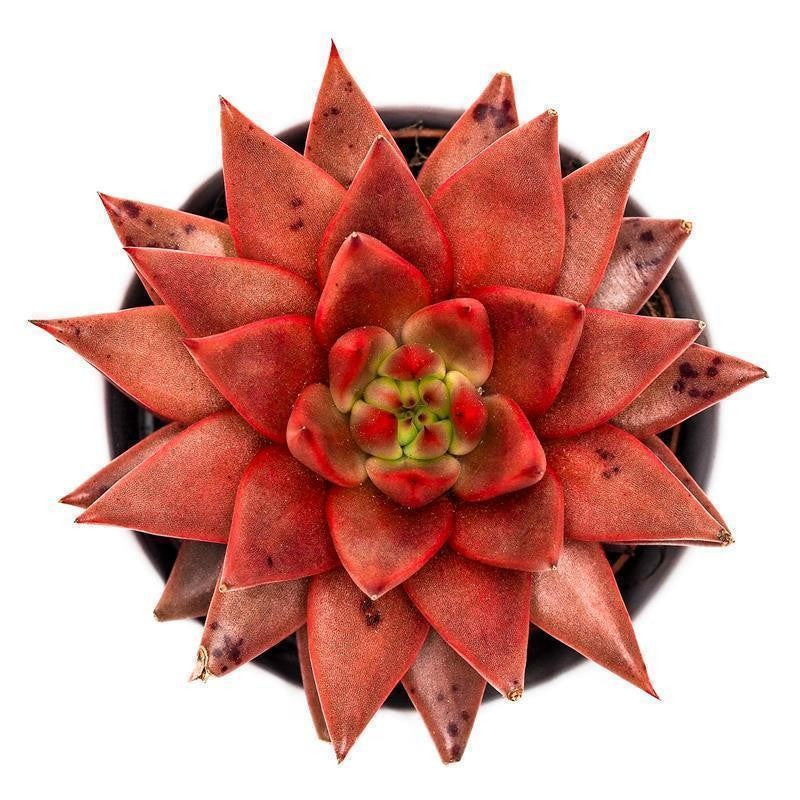 pasiora-echeveria-agavoides-romeo-celestia-sukkulente-8-5-cm image 2