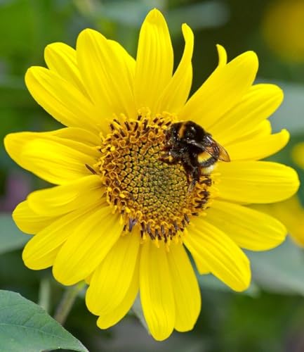 baldur-garten-2x-sonnenblume-suncatcher-winterhart-13-cm-topf image 7