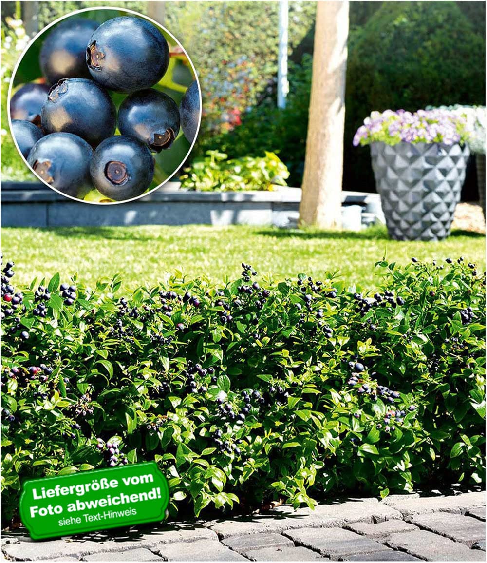 baldur-garten-berrybux-heidelbeer-hecke-3-pflanzen-im-10-5-cm-topf image 2