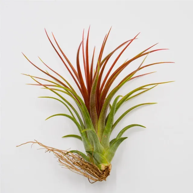 pasiora-tillandsia-rainforest-red-tillandsie image 1