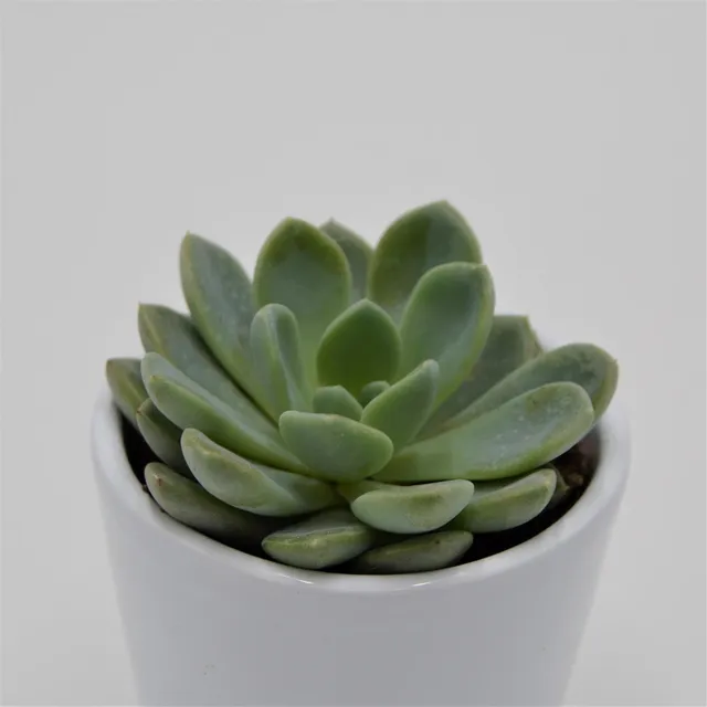 pasiora-x-pachyveria-aurora-mini-sukkulente-6cm-topf image 1
