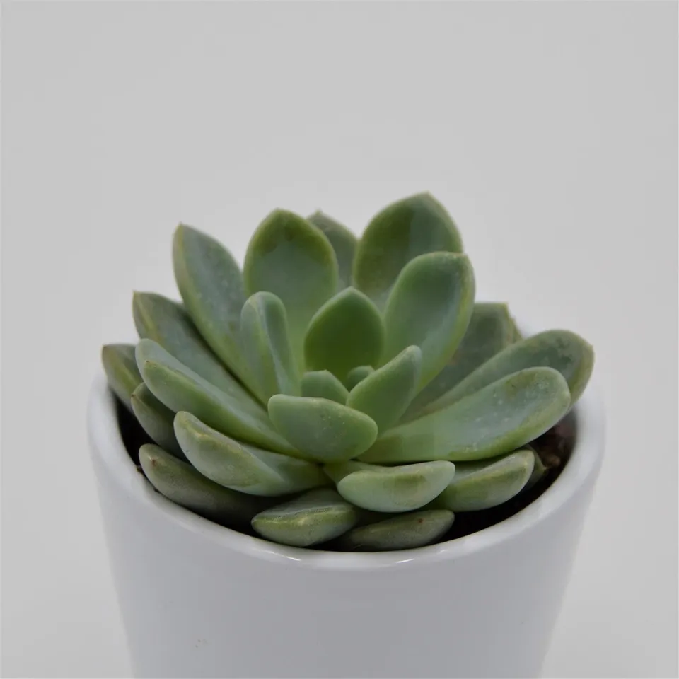 pasiora-x-pachyveria-aurora-mini-sukkulente-6cm-topf image 1