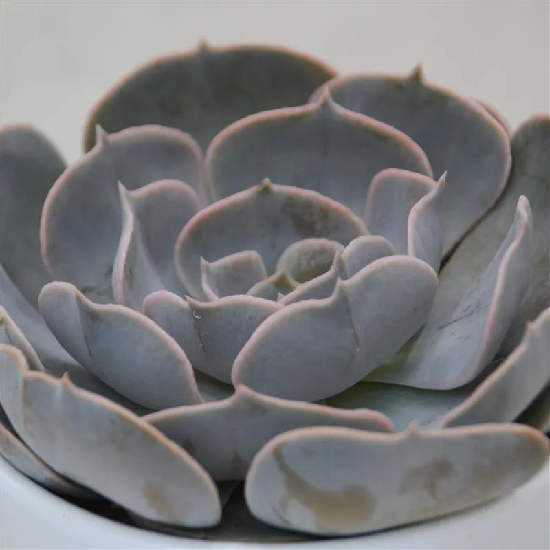pasiora-echeveria-pollux-echeverie-sukkulente-10-5cm image 1