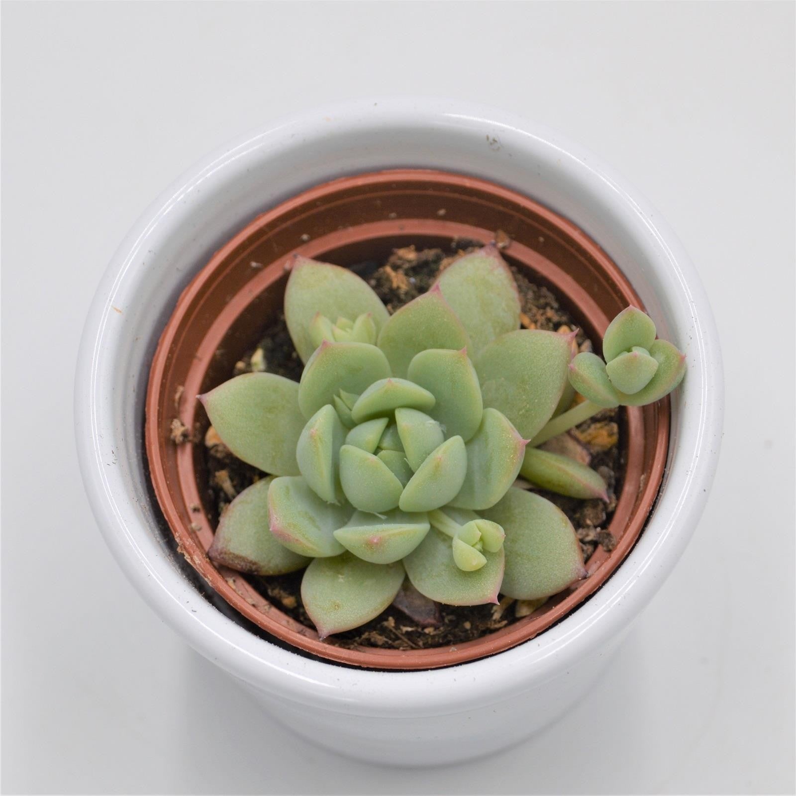 pasiora-graptopetalum-peron-sukkulente-6cm-topf image 1