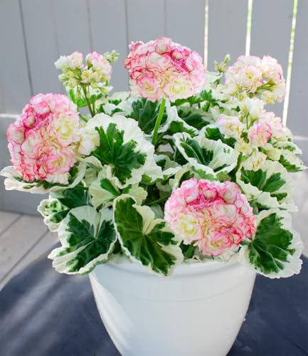 baldur-garten-geranie-strawberry-blossom-pflanze-im-12-cm-topf-wei-gr-nes-laub image 4