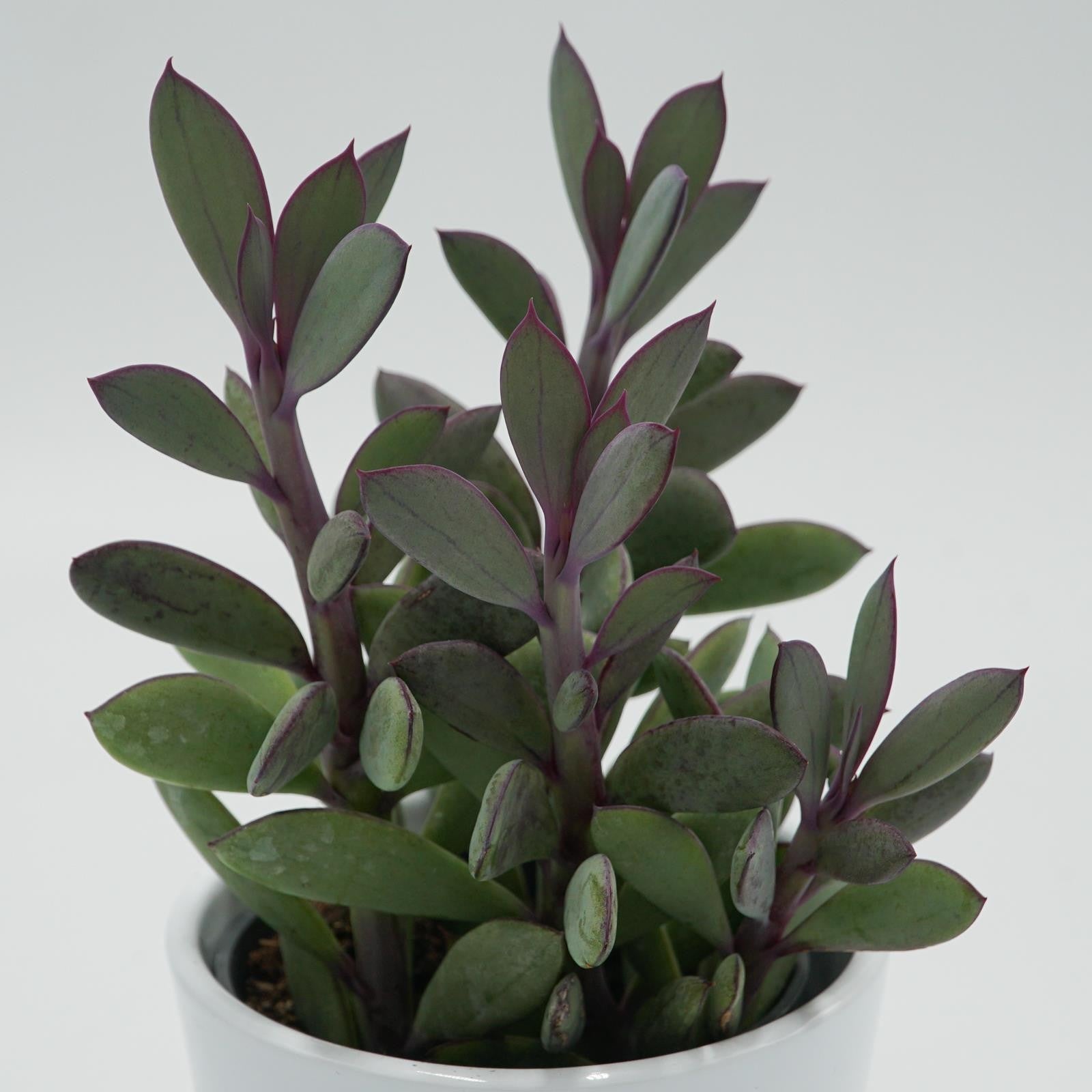 pasiora-senecio-crassissimus-sukkulente-8-5cm-topf image 1