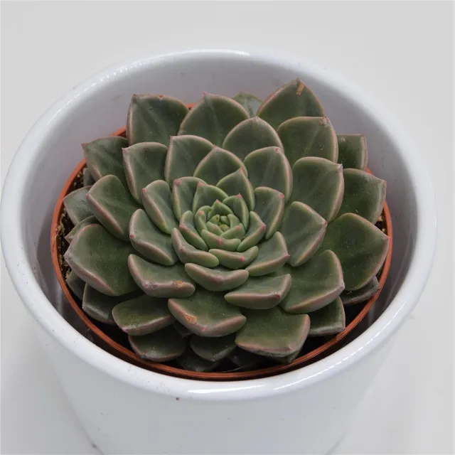 pasiora-graptopetalum-vega-8-5-cm-topf image 1