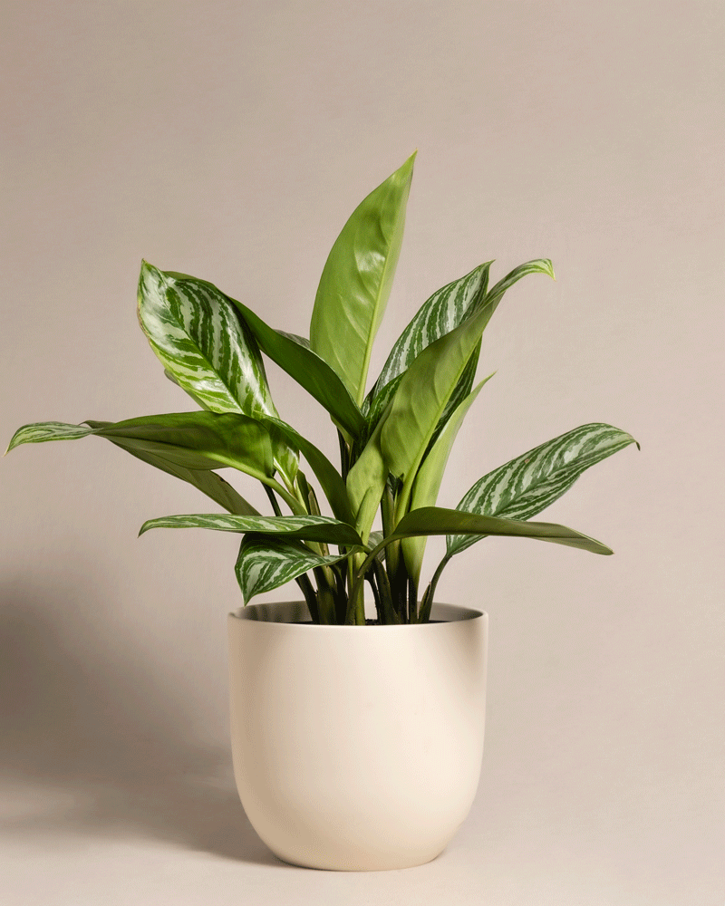 feey-aglaonema-stripes-kolbenfaden-mittel image 6