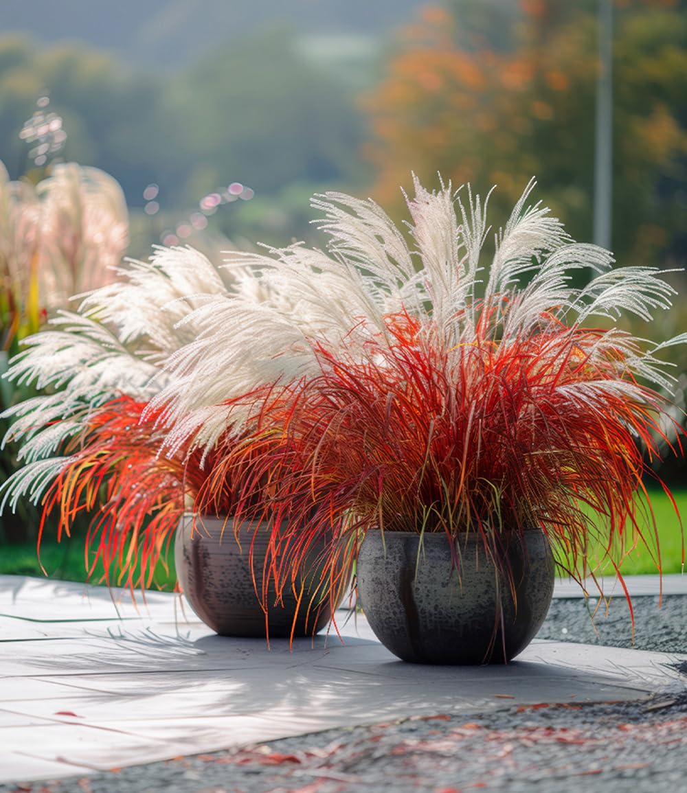 baldur-garten-miscanthus-lady-in-red-ziergras-mehrj-hrig image 2