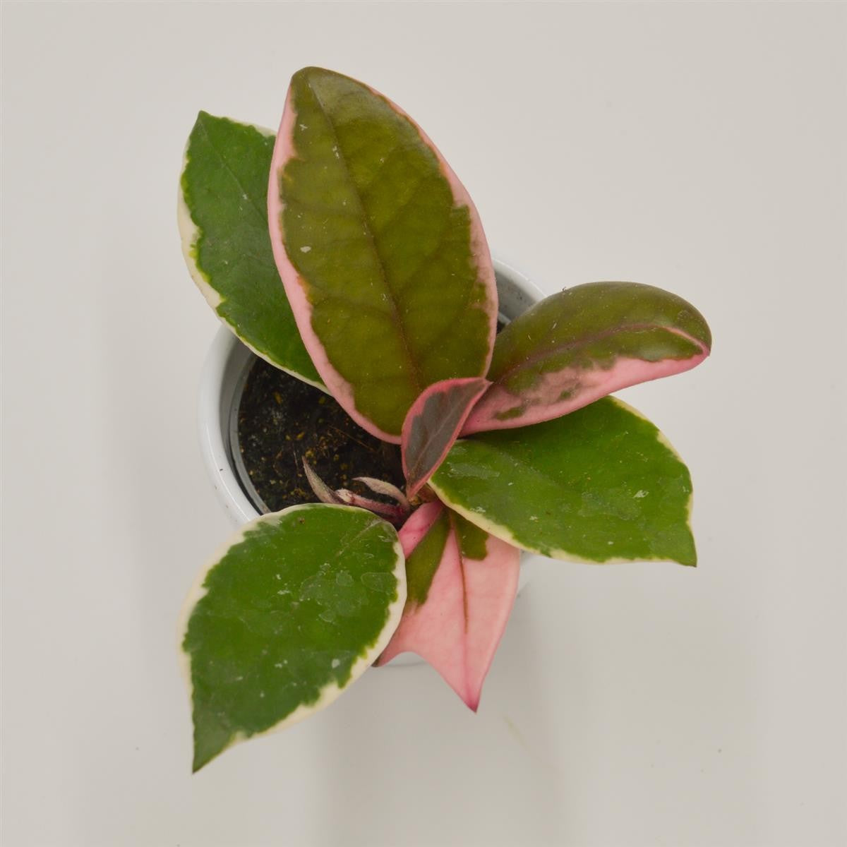pasiora-hoya-flamingo-dream-6cm-porzellanblume image 2