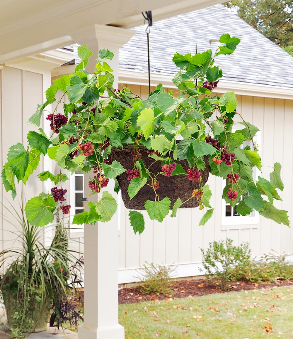 baldur-garten-immertragende-tafel-traube-razzmatazz-pflanze-im-14-cm-topf image 4