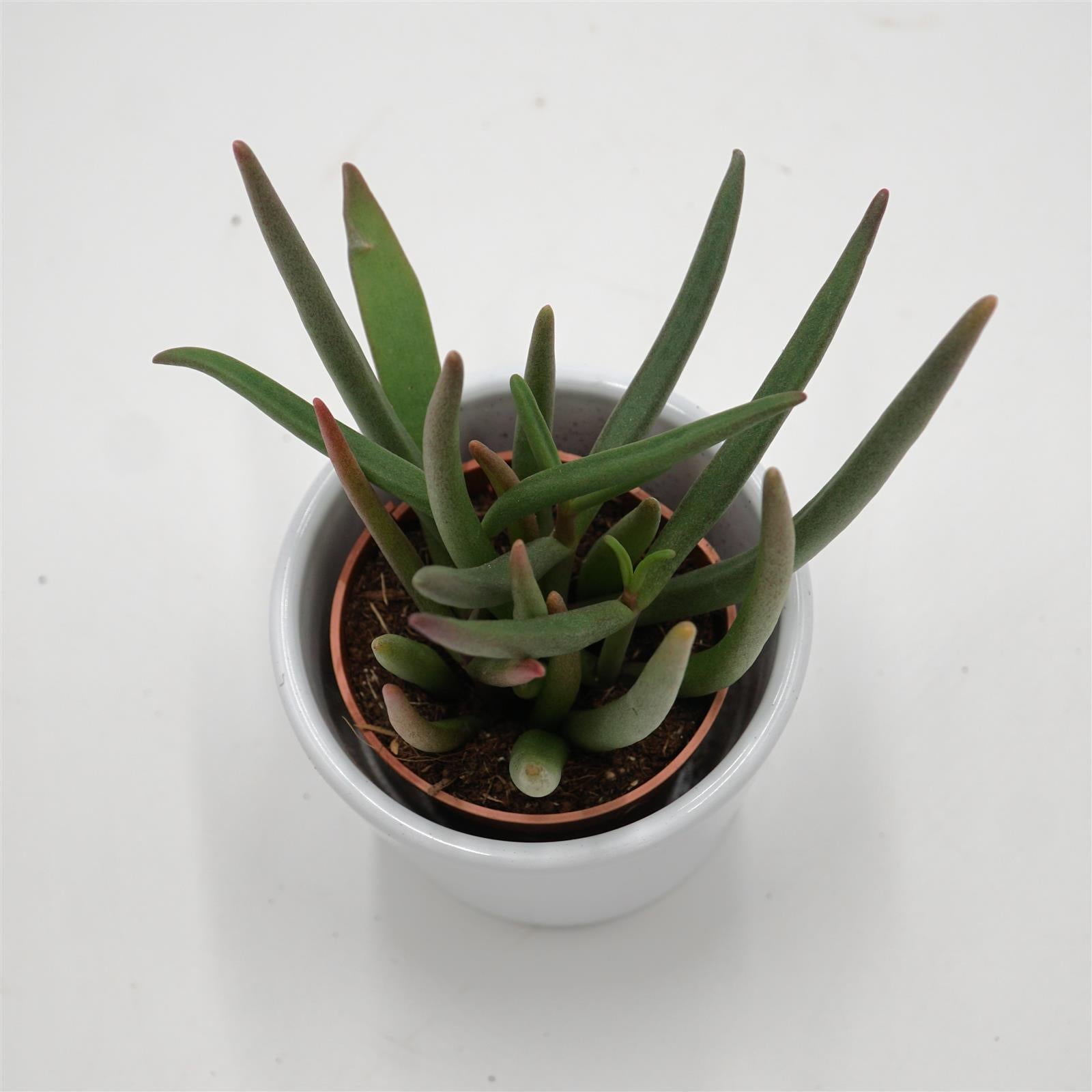 pasiora-cephalophyllum-alstonii-ice-plant-sukkulente-5-5cm-topf image 2
