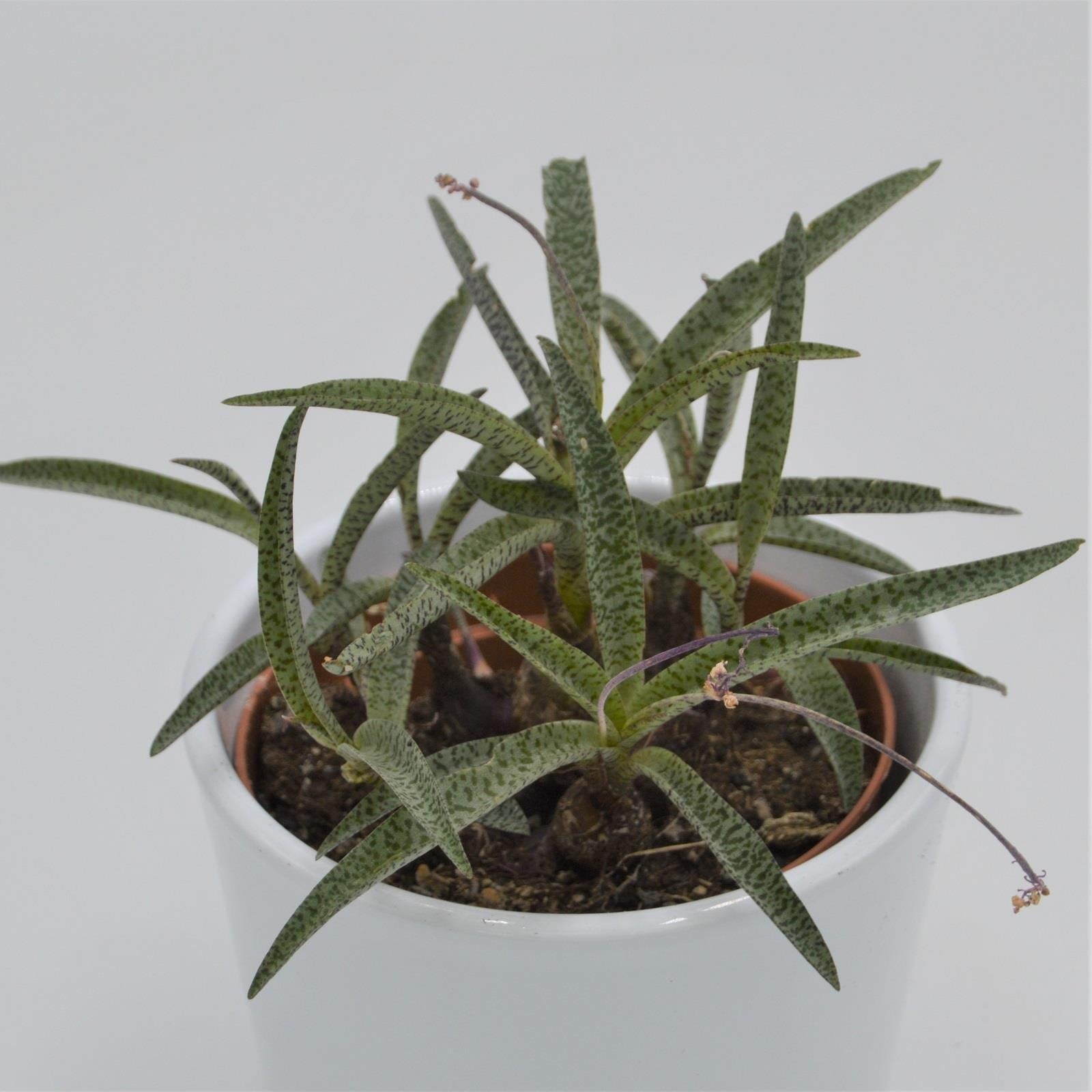 pasiora-scilla-sukkulente-10-5cm-topf image 1