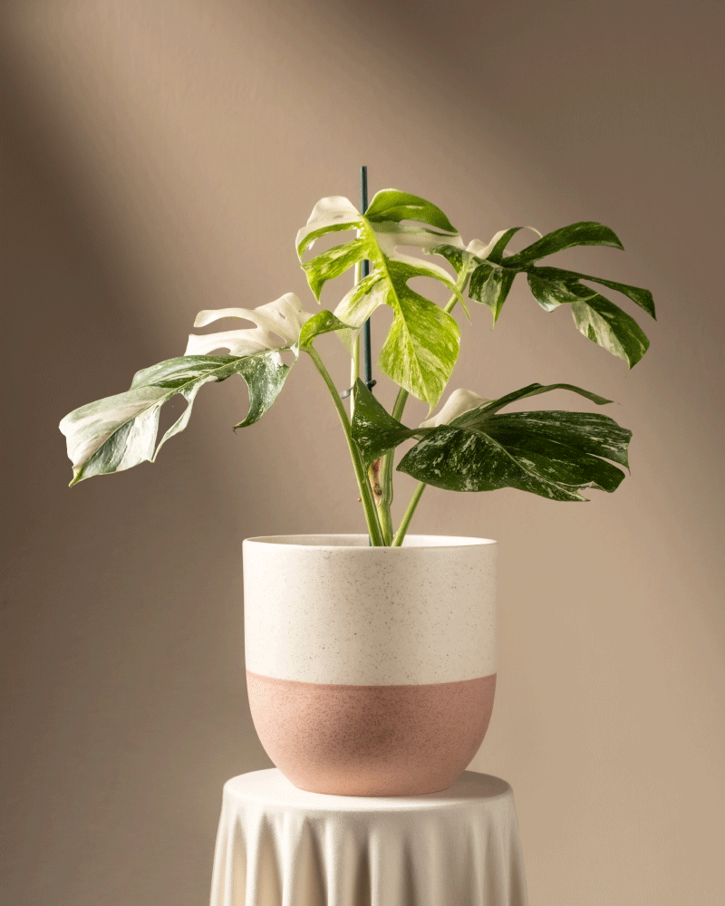 feey-monstera-deliciosa-variegata-fensterblatt-rarit-t image 5
