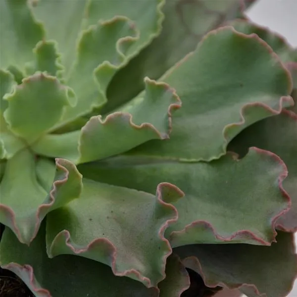 pasiora-echeveria-shaviana-curly-locks-sukkulente-15cm image 1