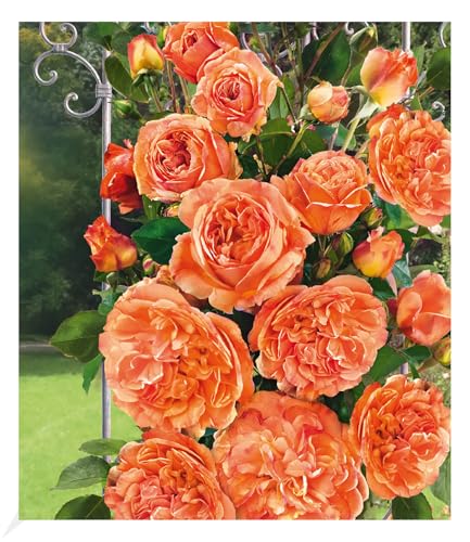 baldur-garten-delbard-kletterrose-papi-delbard-wurzelnackt image 5
