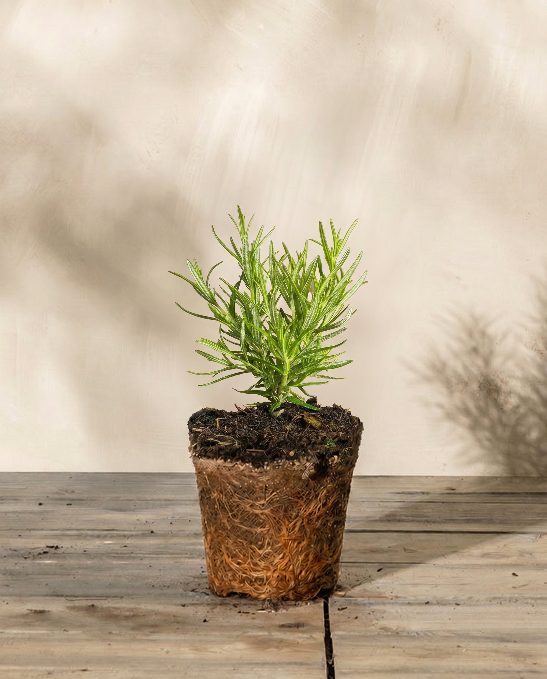 feey-rosmarin-salvia-rosmarinus-winterhart-1-2-m image 3