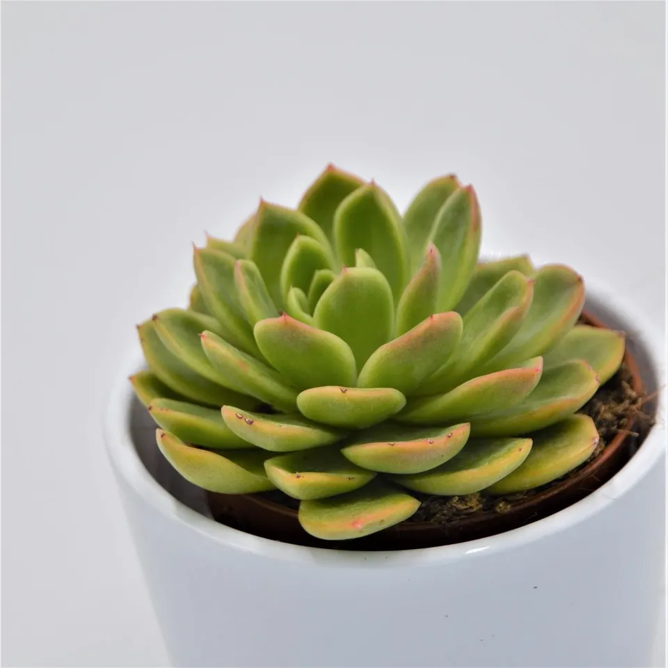 pasiora-echeveria-gilva-sukkulente-8-5cm-topf image 1
