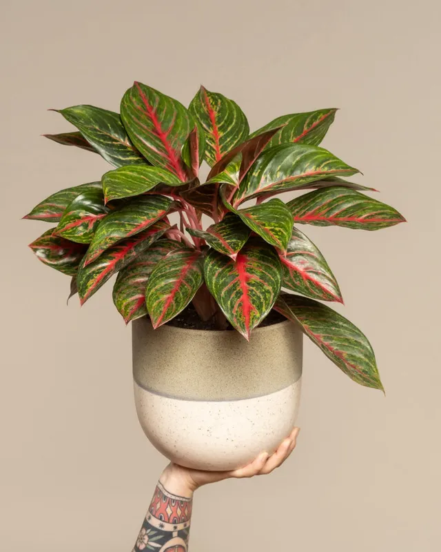 feey-aglaonema-red-emerald-kolbenfaden image 1