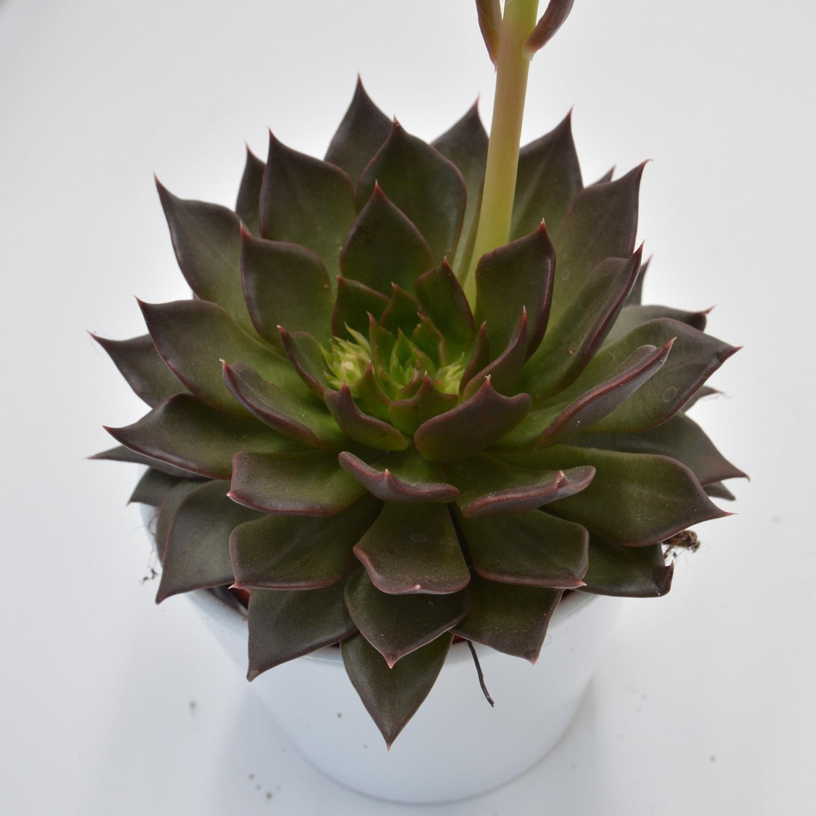 pasiora-echeveria-black-river-hybrid-12cm image 1