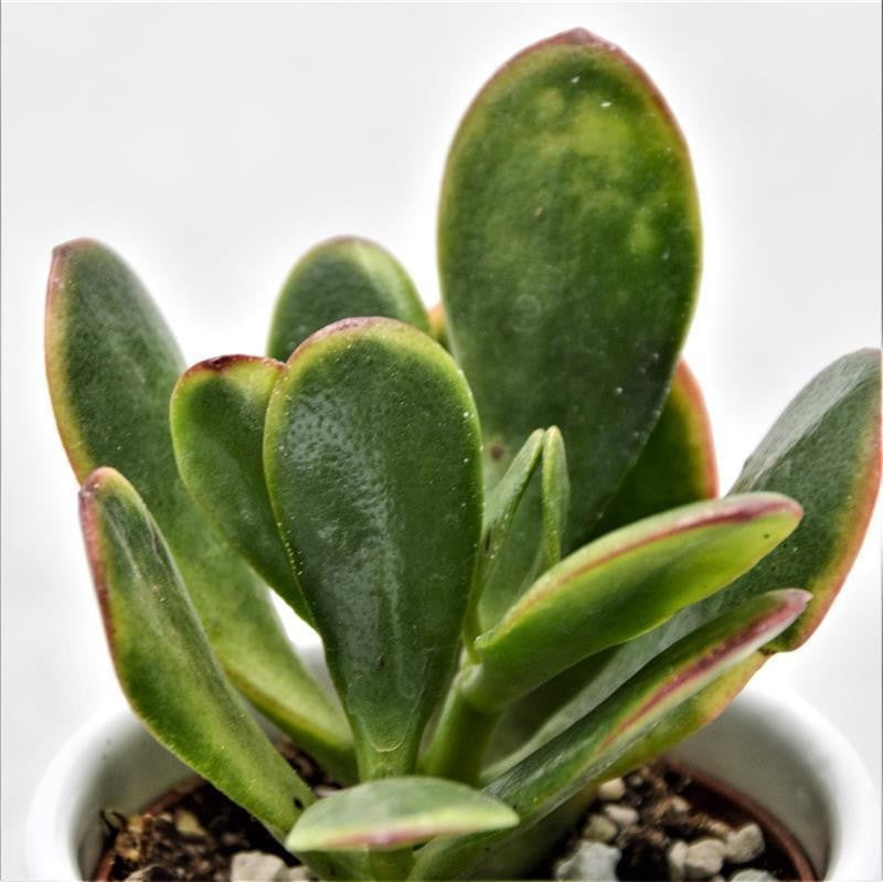 pasiora-crassula-ovata-hummel-s-sunset-6-cm-topf image 1