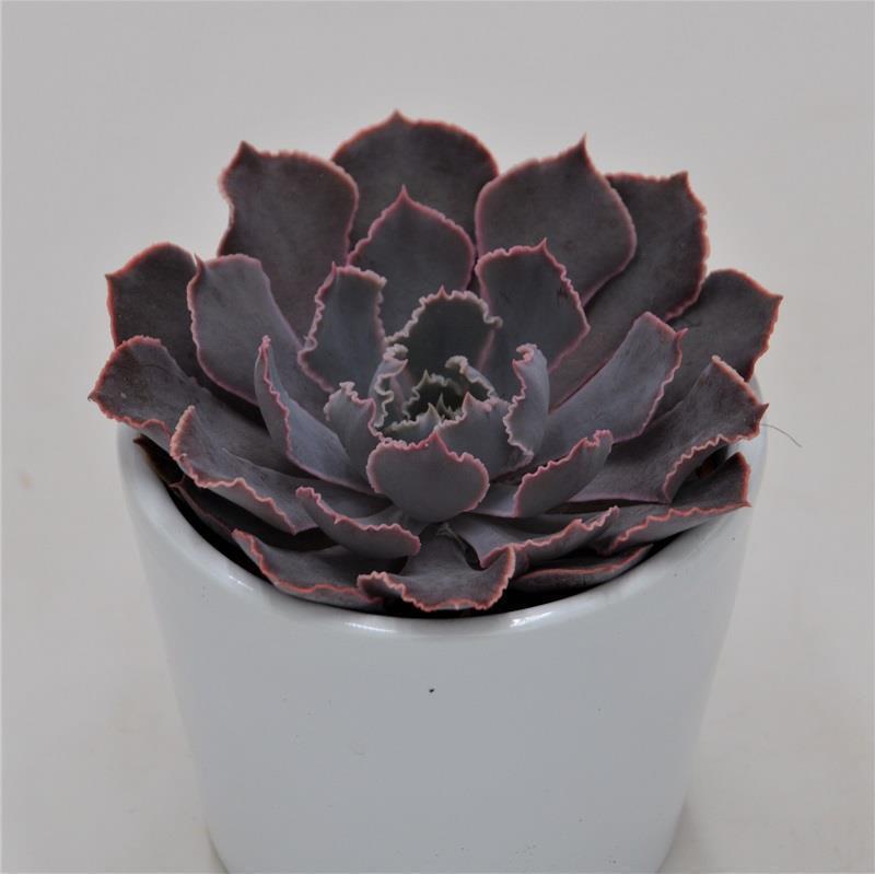 pasiora-echeveria-neon-breaker-sukkulente-6-cm-topf image 1