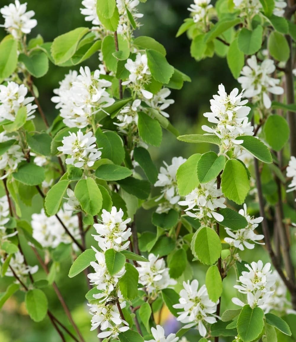 baldur-garten-felsenbirne-amelanchier-obelisk-s-ulen-obstpflanze-im-3-liter-topf image 3