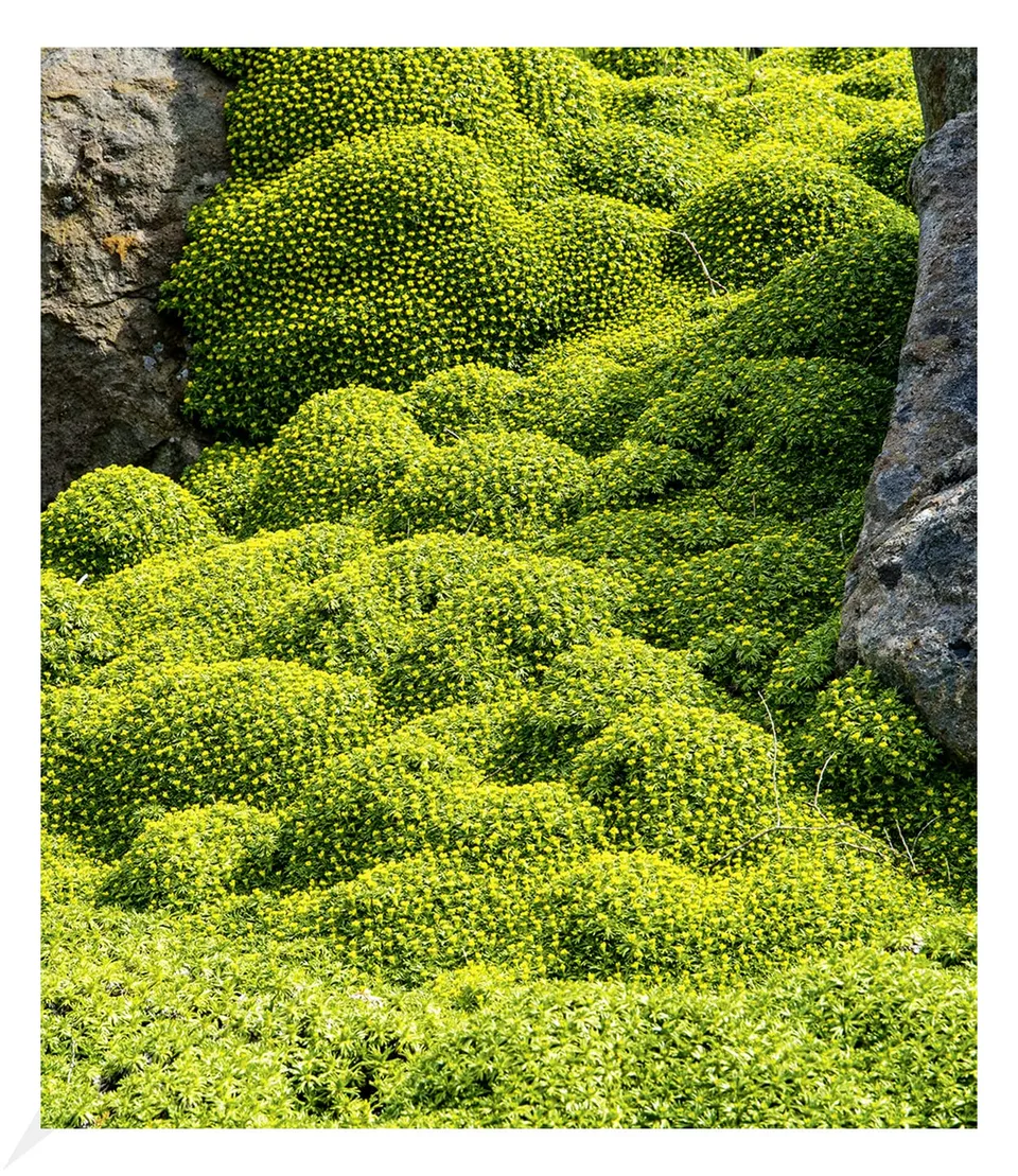 baldur-garten-2x-andenpolster-azorella-trifurcata-im-9x9-cm-topf image 1