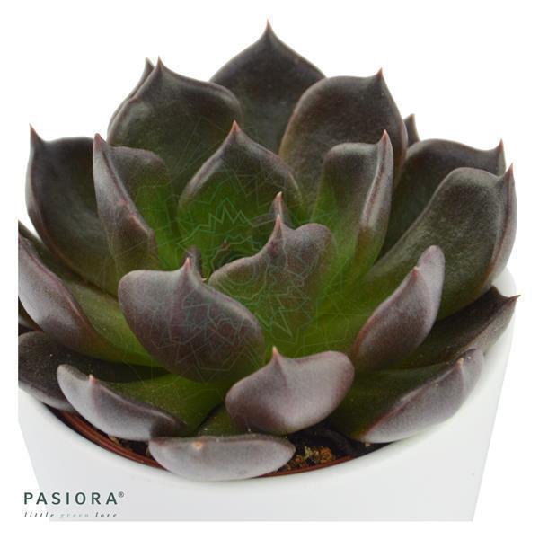 pasiora-echeveria-echoc-echeverie-hybrid-6cm-topf image 2