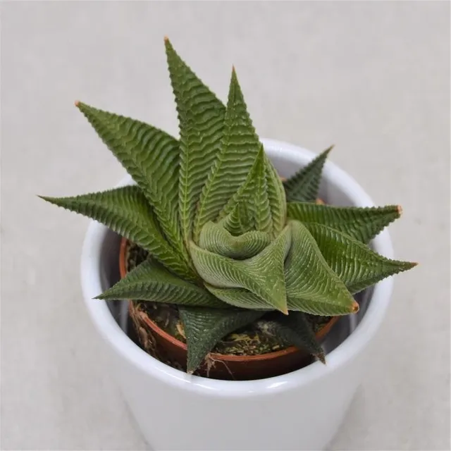 pasiora-haworthia-limifolia-twister-5-5cm image 1
