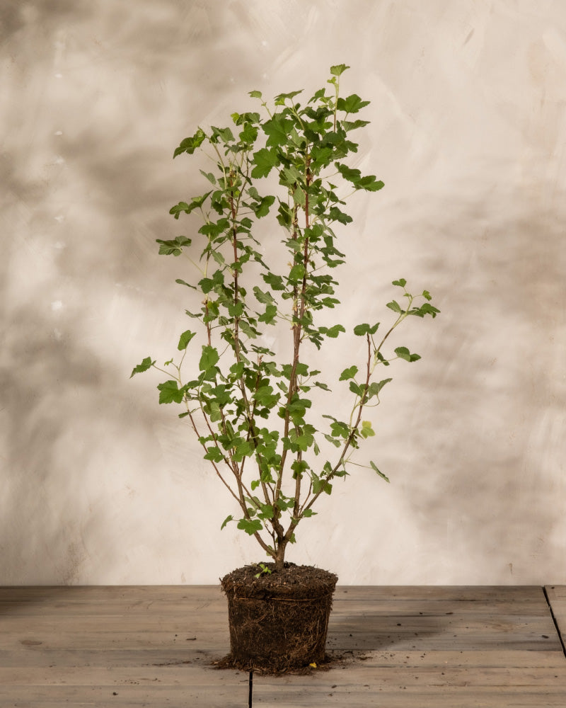 feey-ribes-sanguineum-blutjohannisbeere image 3