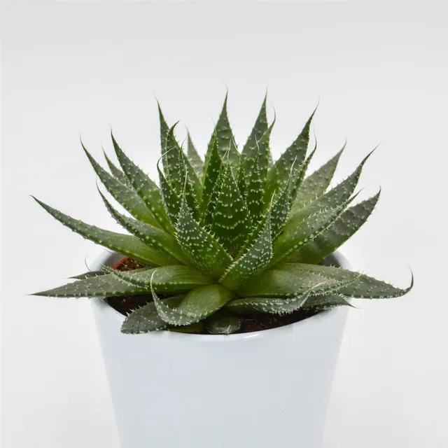 pasiora-aloe-akila-sukkulente-10-5cm image 1
