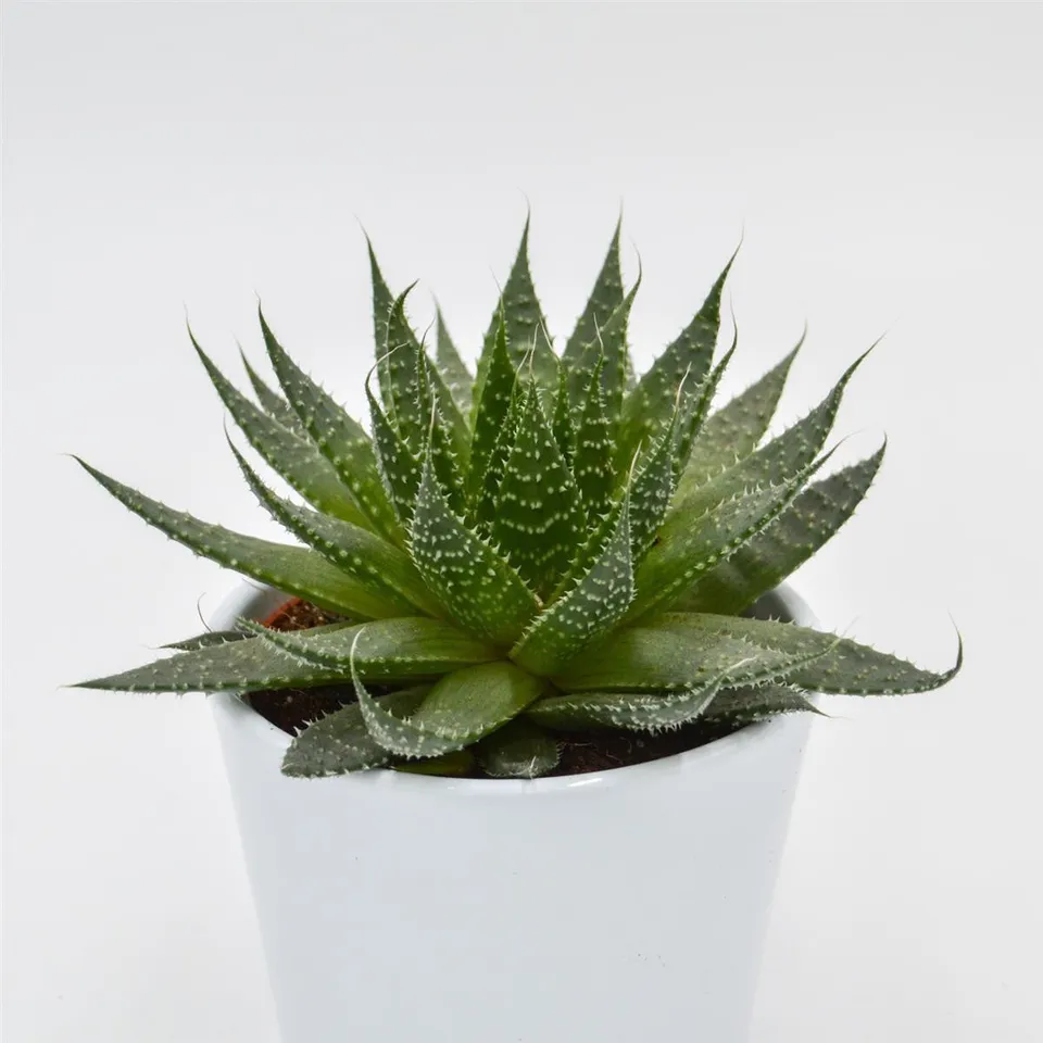 pasiora-aloe-akila-sukkulente-10-5cm image 1