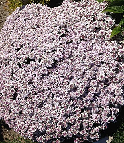 baldur-garten-3x-bodendecker-mazus-reptans-lippenm-ulchen-im-9x9-cm-topf image 7