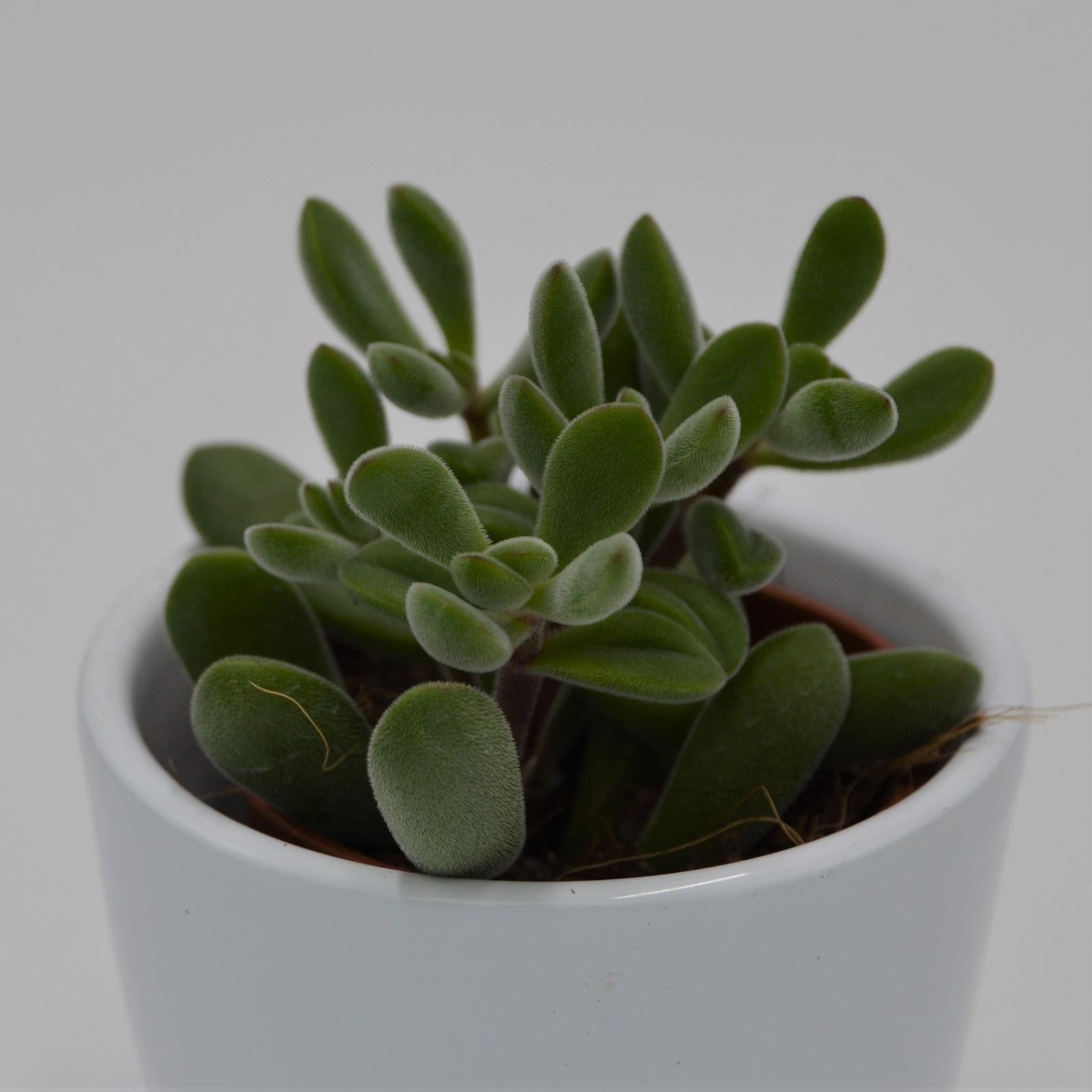 pasiora-crassula-rogersii-dickblatt-sukkulente-5-5cm image 1