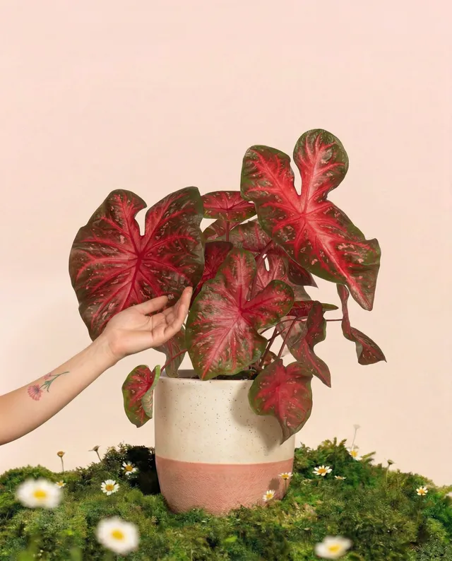 feey-caladium-red-flash-zimmerpflanze image 1