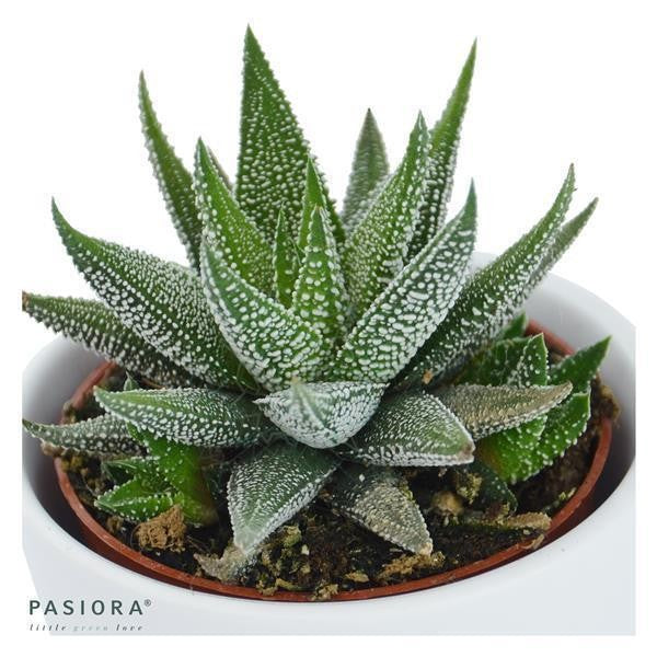 pasiora-haworthia-3er-sukkulenten-mix image 4