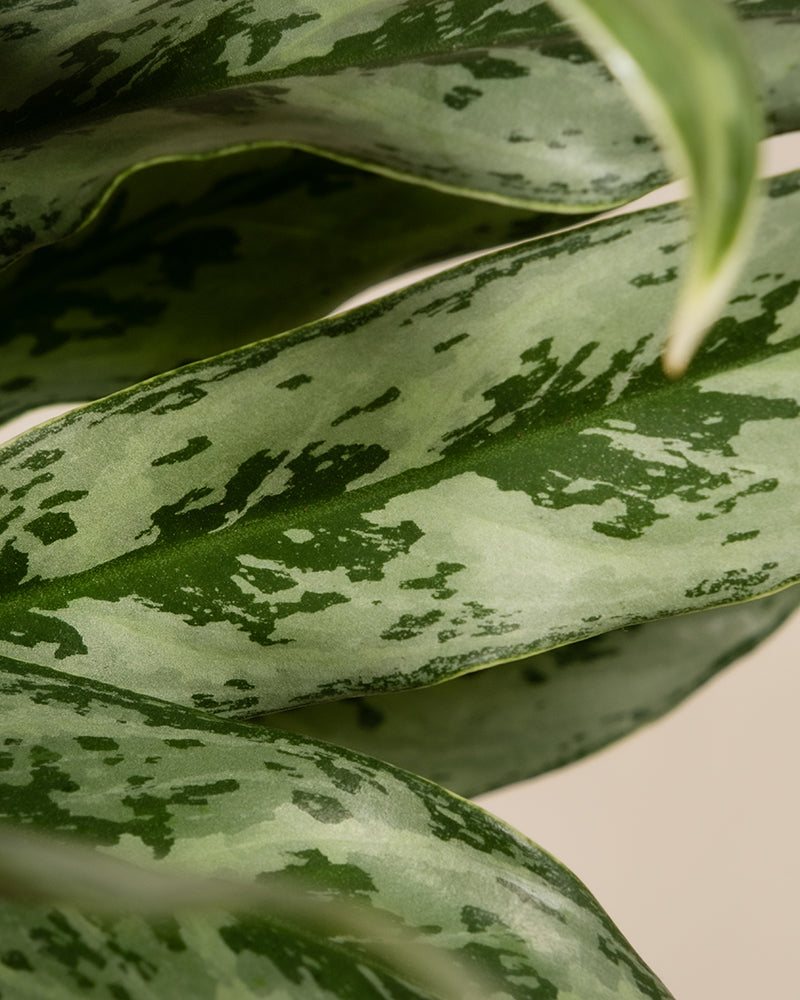 feey-aglaonema-greyhound-zimmerpflanze-kolbenfaden image 2