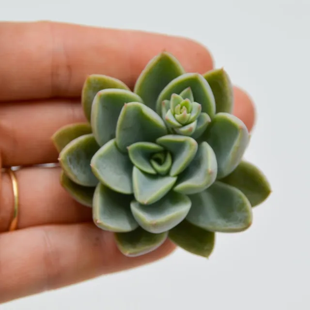 pasiora-echeveria-rancemosa-x-derenbergii-steckling-sukkulente image 1